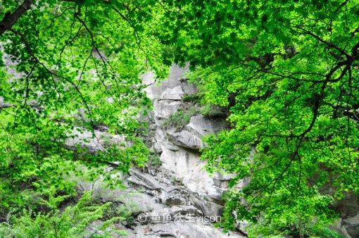 逃离橡子树种植地